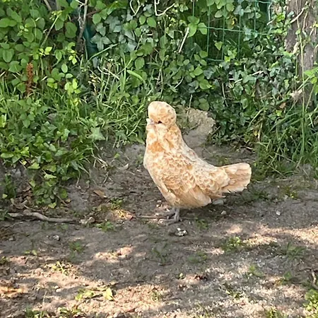 Οργανωμένο κάμπινγκ Insolite Kota *