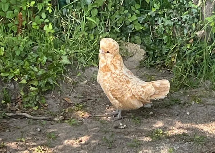 Luxuszelt Insolite Kota *